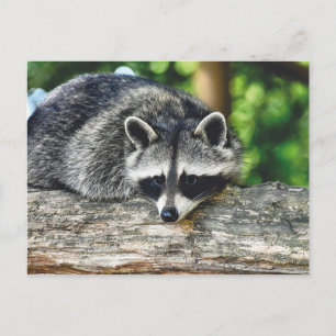 Foto av Wildlife Raccoon Log Mammal Photo Vykort