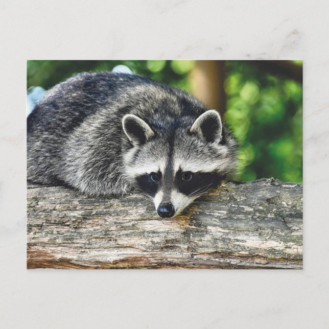 Foto av Wildlife Raccoon Log Mammal Photo Vykort (Framsida)