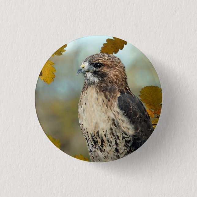 Foto av Wildlife Red Tails Hawk Autumn Photo Knapp (Framsida)