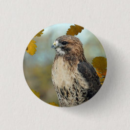 Foto av Wildlife Red Tails Hawk Autumn Photo Knapp