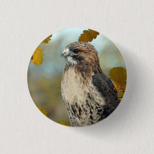 Foto av Wildlife Red Tails Hawk Autumn Photo Knapp