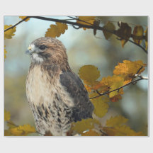 Foto av Wildlife Red Tails Hawk Autumn Photo