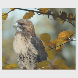 Foto av Wildlife Red Tails Hawk Autumn Photo Presentpapper