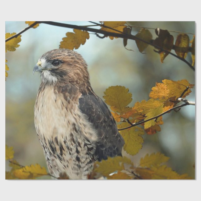 Foto av Wildlife Red Tails Hawk Autumn Photo Presentpapper (Platt)
