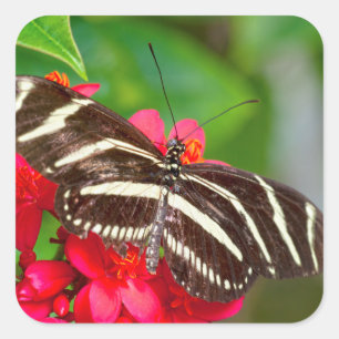 Foto av zebra Longwing Butterfly Nature Fyrkantigt Klistermärke