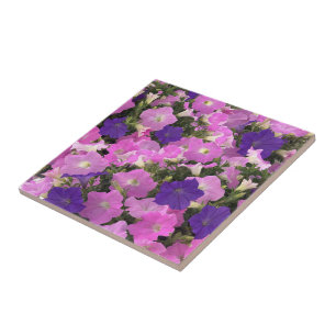 Foto Bild Av Morning Glory Rosa & Lila Blommor Kakelplatta