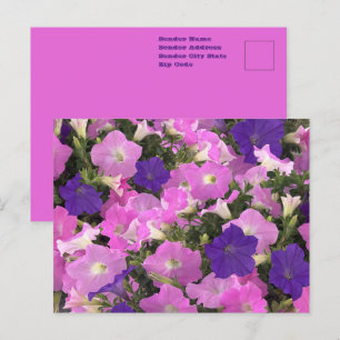 Foto Bild Av Praktfulla Rosa Och Lila Blommor Vykort
