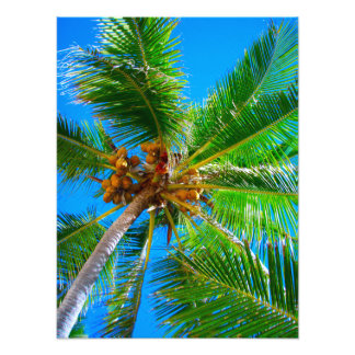 Foto | Coconut handflatan träd Vanuatu