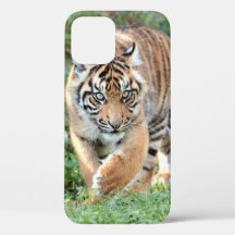 Foto, djur, tiger, tigre . Fodral-Mate iPhon