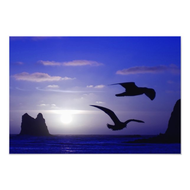 foto "dubbla bird blues" (Framsidan)