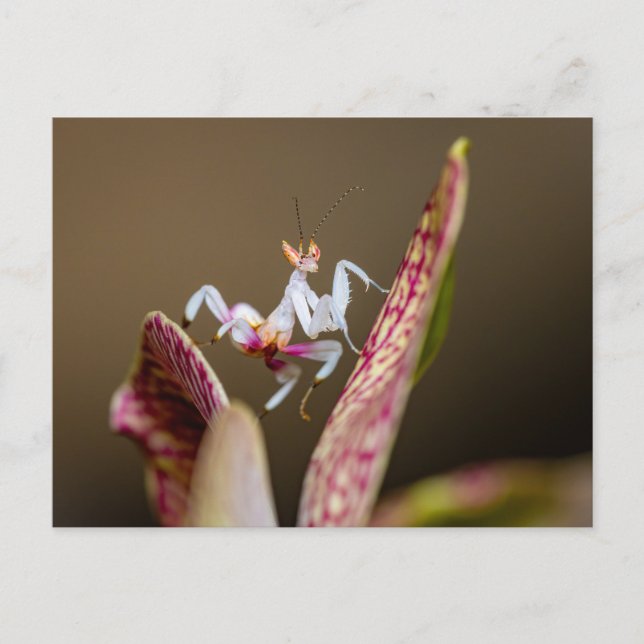 Foto einer jungen Orchideenmantis  Vykort (Framsida)