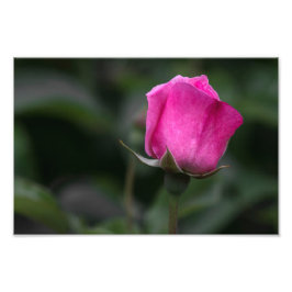 Foto Elegant Rosa Knopp