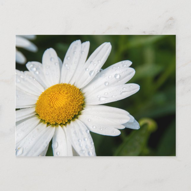foto, en marguerit, grön bakgrund vykort (Framsida)