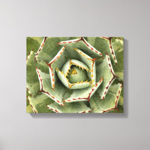 Foto för Agave"krämspike" Canvastryck