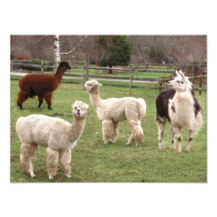 Foto för AlpacaMelange~