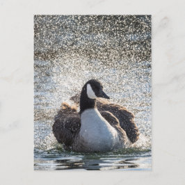 Foto för badgäss vykort