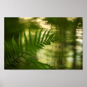 Foto för blommande natur poster