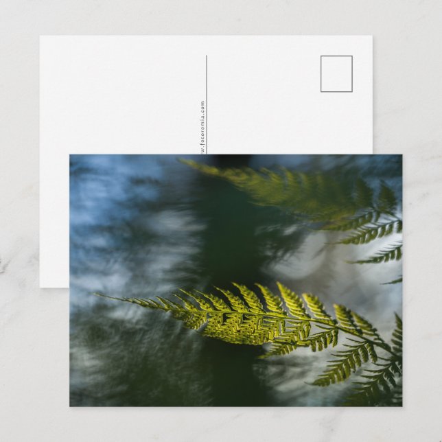 Foto för blommande natur vykort (Fram/baksida)