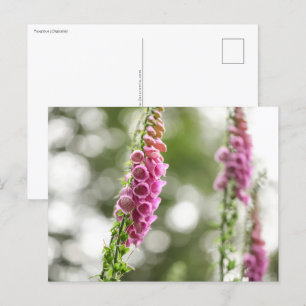 Foto för blommans natur vykort