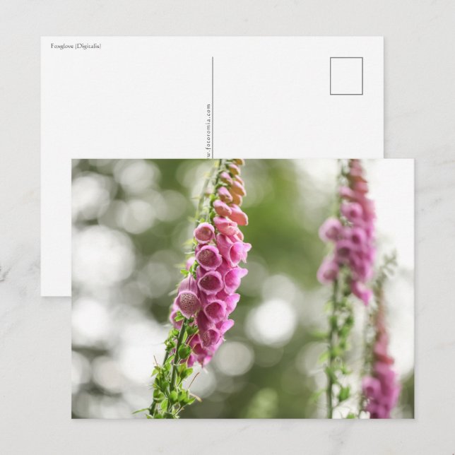 Foto för blommans natur vykort (Fram/baksida)