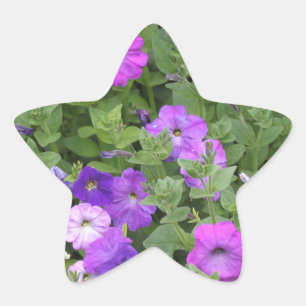 Foto för blommigt för Petunia för vår Stjärnformat Klistermärke