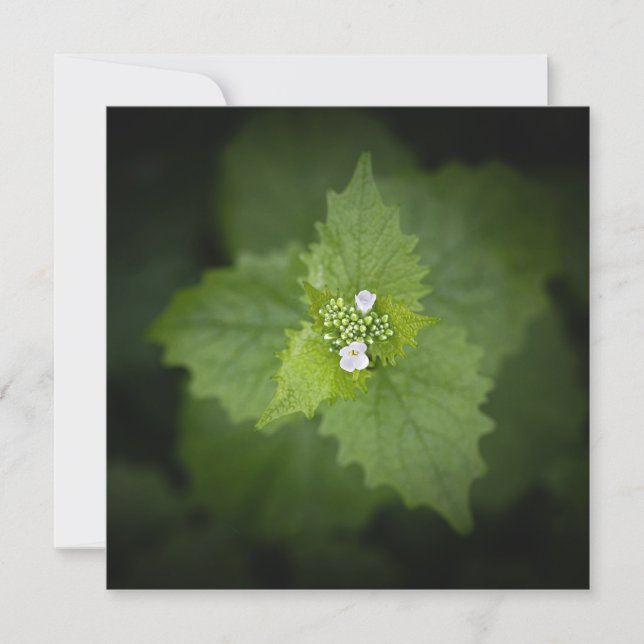 Foto för blommigtens natur (Framsida)