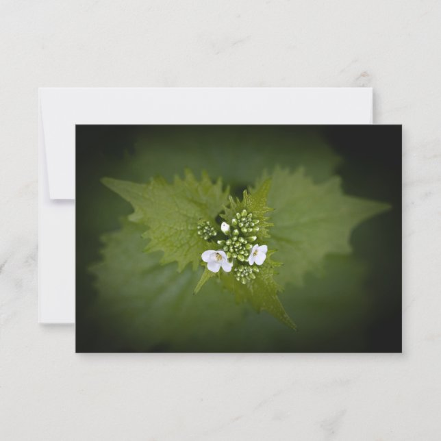 Foto för blommigtens natur (Framsida)