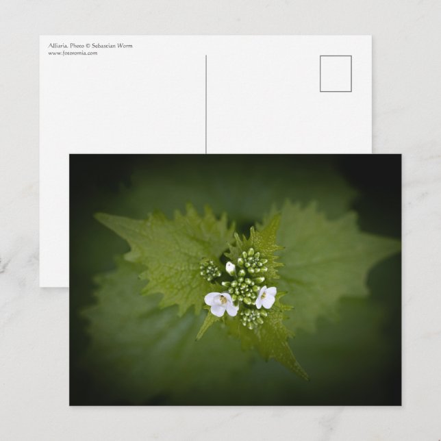 Foto för blommigtens natur vykort (Fram/baksida)