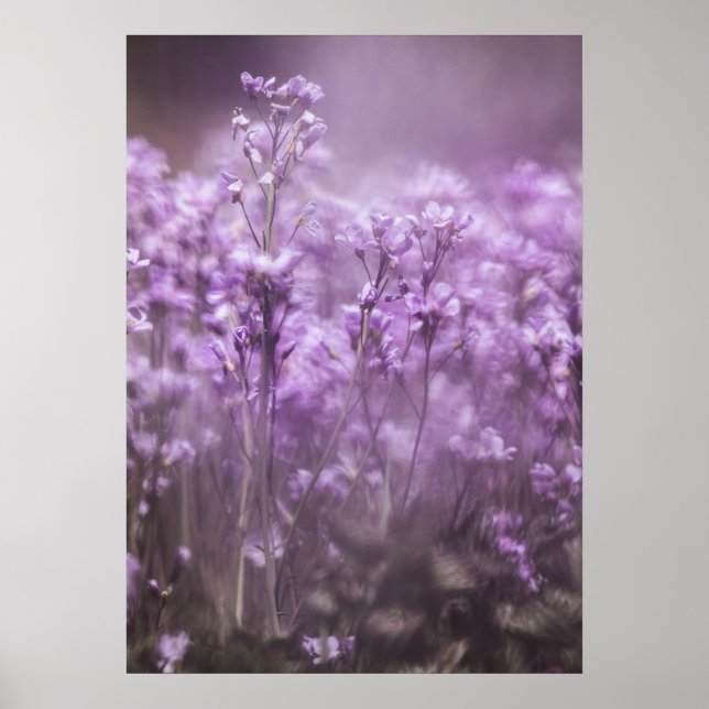 Foto för blomning i kuckoo poster (Framsidan)