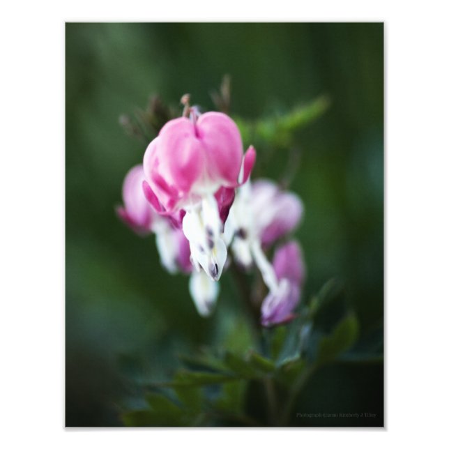 Foto för brutna hörselrader (Framsidan)