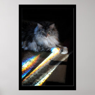 Foto för Cat Rainbow Bridge Poster