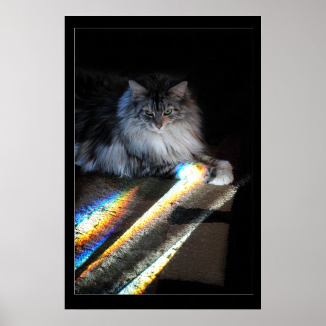 Foto för Cat Rainbow Bridge Poster (Framsidan)