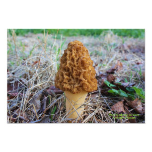 Foto för champinjon för vårTime Morel