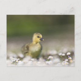 Foto för Chick av ljus Vykort