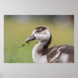 Foto för Chicken Cute Goose Poster