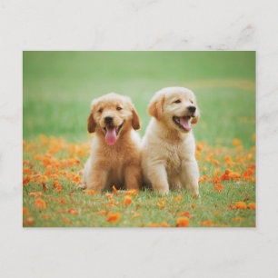 Foto för Cute Golden Retriever-valpar Vykort