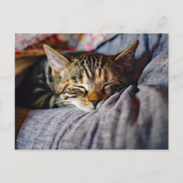 Foto för Cute Sleeping Tabby katt Vykort