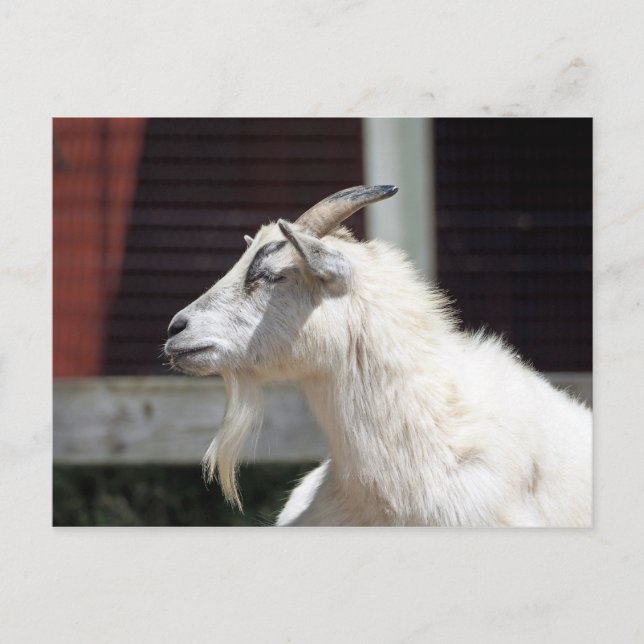 Foto för Cute White Goat-profil Vykort (Framsida)