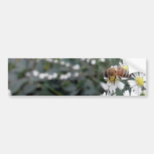 Foto för daisy för blommor för vildblommar för bildekal