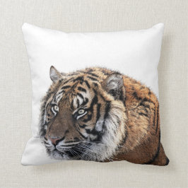 Foto för djur för djungel för tigervild afrikanskt kudde