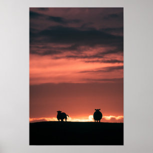 Foto för fårens solnedgångstyp poster