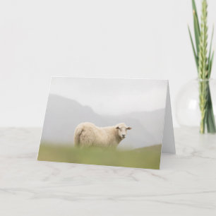 Foto för fårnatur kort