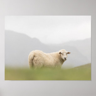 Foto för fårnatur poster