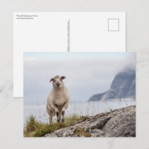 Foto för fårnatur vykort