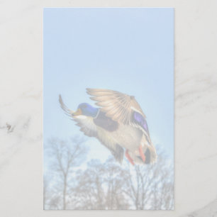 Foto för flygande Mallard Anka Drake Wildlife Brevpapper
