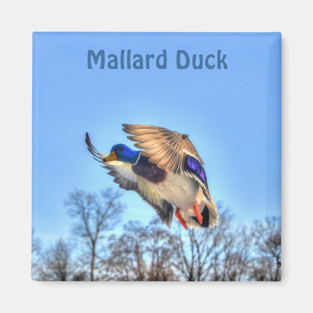 Foto för flygande Mallard Anka Drake Wildlife Magnet (Framsidan)