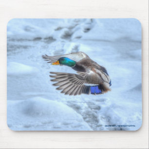 Foto för flygande Mallard Anka Drake Wildlife Musmatta