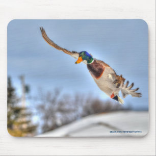Foto för flygande Mallard Anka Drake Wildlife Musmatta