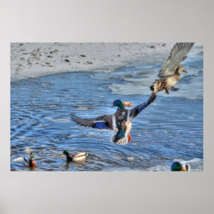 Foto för flygande Mallard Anka & Drake Wildlife Poster