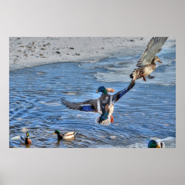 Foto för flygande Mallard Anka & Drake Wildlife Poster (Framsidan)